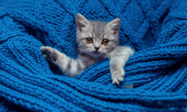 A Lesson from the cats